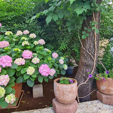 Three Olive Trees - Okrug, Ciovo Apartman