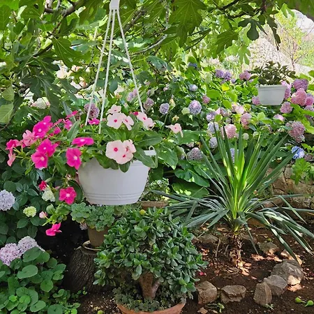 Three Olive Trees - Okrug, Ciovo Dalmatia Apartment