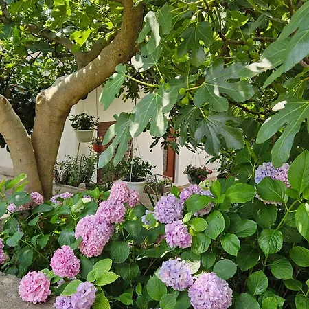 Three Olive Trees - Okrug, Ciovo Dalmatia * Trogir