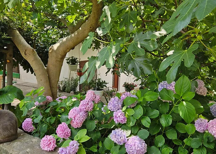 Three Olive Trees - Okrug, Ciovo Dalmatia * Trogir