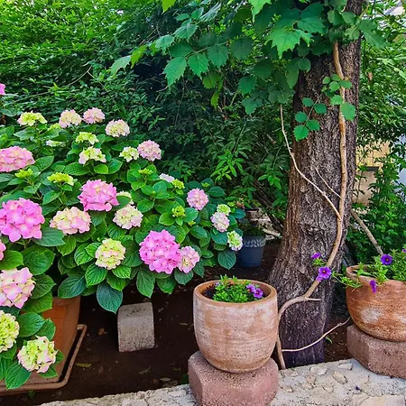 Three Olive Trees - Okrug, Ciovo Dalmatia Apartment Trogir